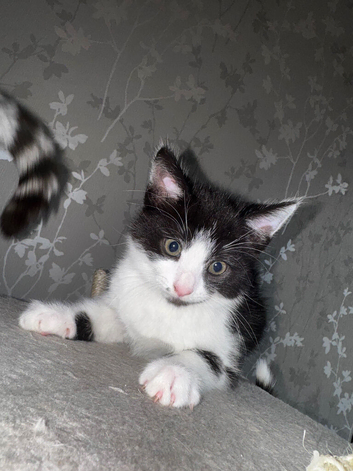 Last kitten available