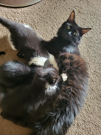 8 week old kittens for sale
