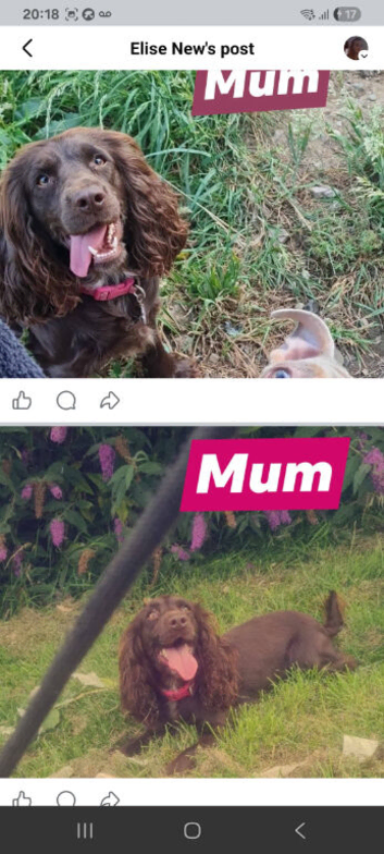2 cocker spaniel pups left
