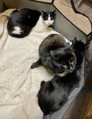 We have 2 lovely kittens mixed breed of American short hair and house cat