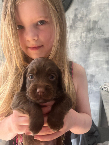 F1b cockapoo puppies