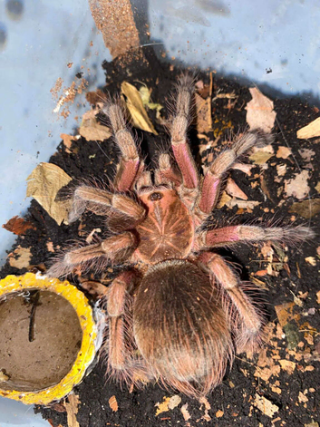 P. Machalla Purple Bloom Tarantula