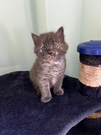 Grey tortie