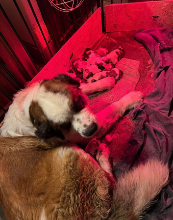 8 gorgeous healthy pups