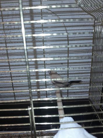 Silver Bill