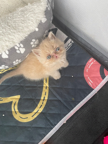 Persian/exotic kittens