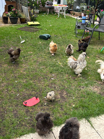 FREE SILKIE ROOSTERS