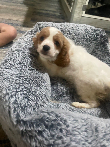 F1 cavapoo