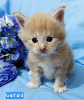 5 mainecoon babies left