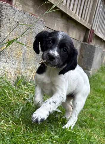 Sprocker x Spaniel Puppies