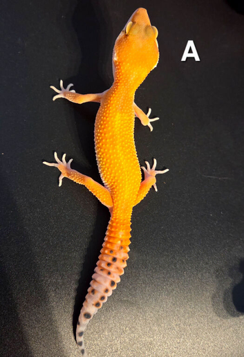 Juvenile Tangerine Morph Leopard Geckos