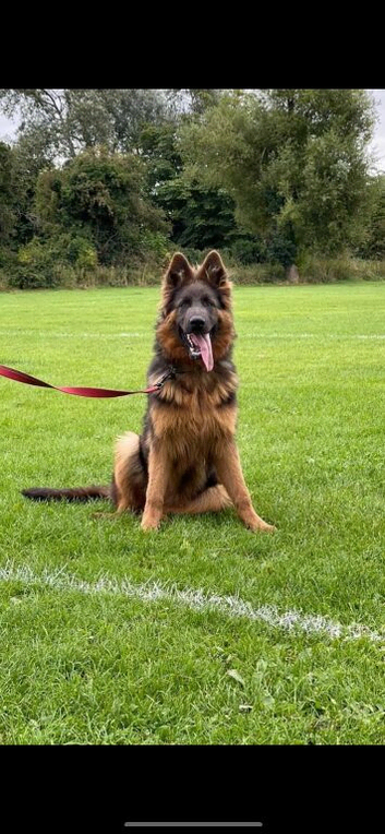 German Shepard bitch 5 years old