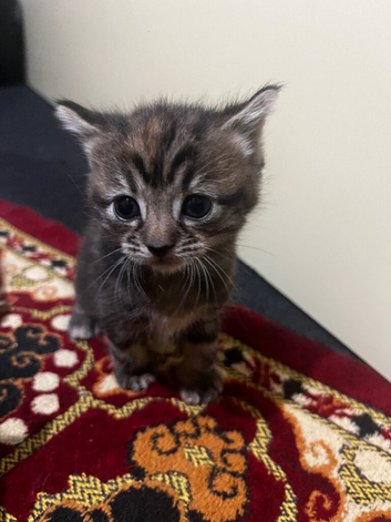 Kittens