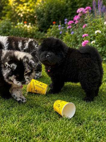 Puppy chows looking for their forever home