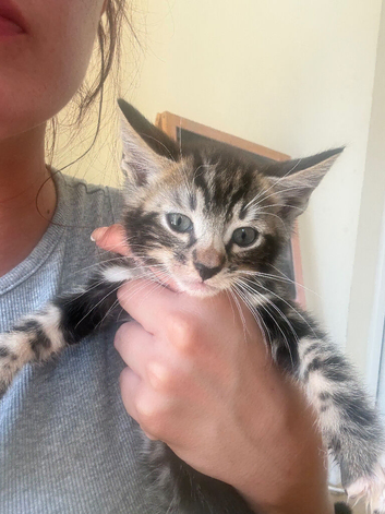Half snow lynx bengal kittens ready for their homes now!!!