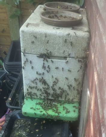 Honey Bees