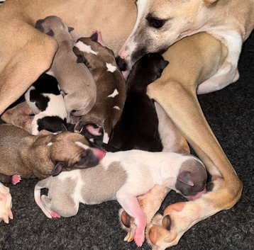 Quality whippet puppies.
