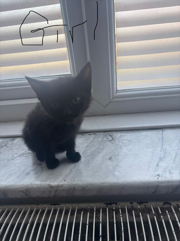 I have 3 kittens for sale
