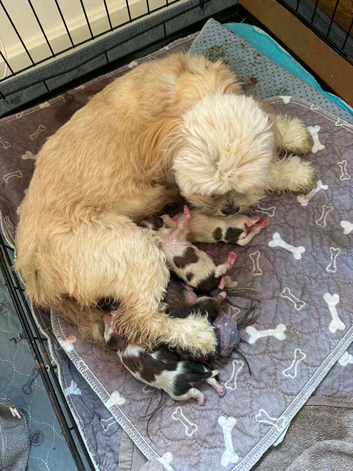3 beautiful kc reg Lhasa apso for sake Ready 19 Sugust