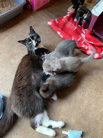 2 kittens looking for new homes