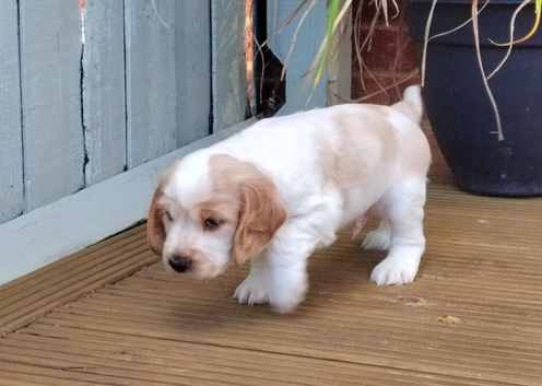 KC REG MALE COCKER SPANIEL