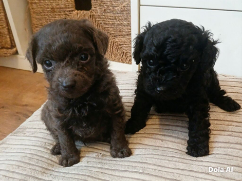 Toy poodle pups   ️