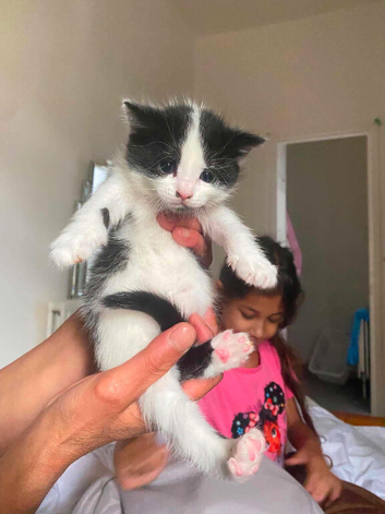 Kitten