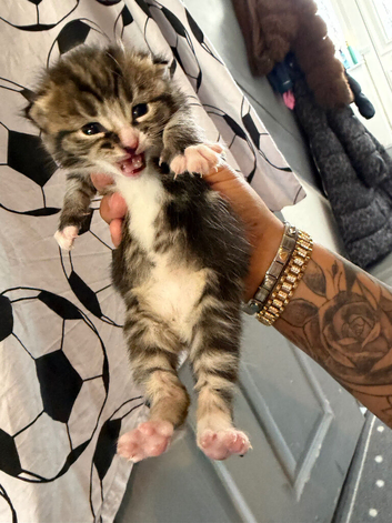 3 beautiful kittens