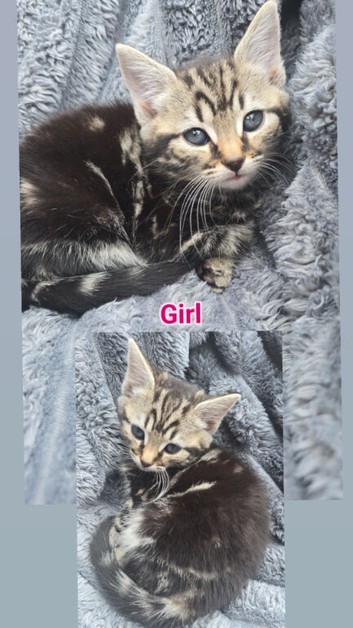kittens ready to goLittle ones ready to find a loving family.  They are ready to eat food appropriate for their age.  They are trained to use the litt