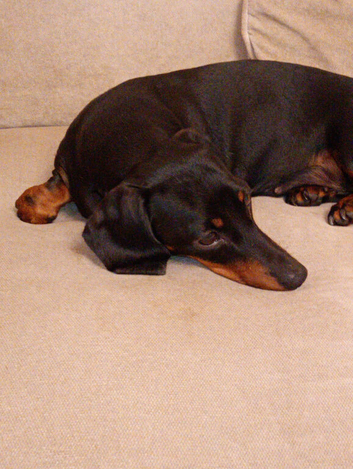 liily 2 years old Dachshund