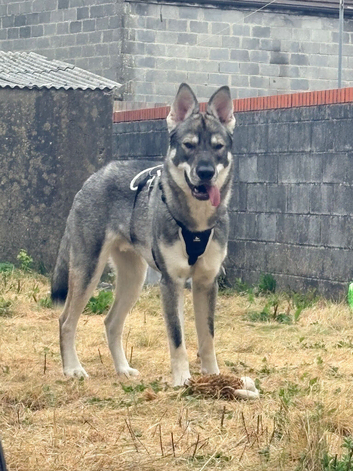 GSD x husky