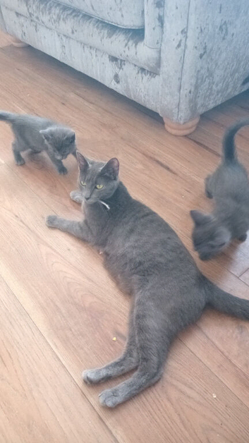 Russian  blue x