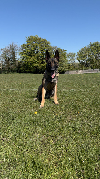 Ace the Belgian Shepard