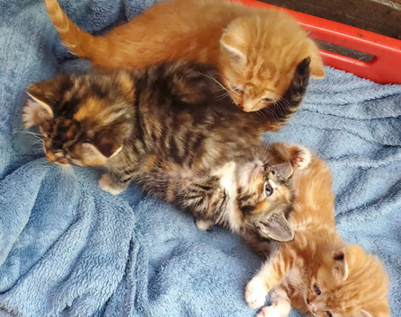 Ragdoll X kittens