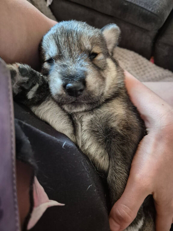 Husky/wolf hybrid Cross german shepherd pups