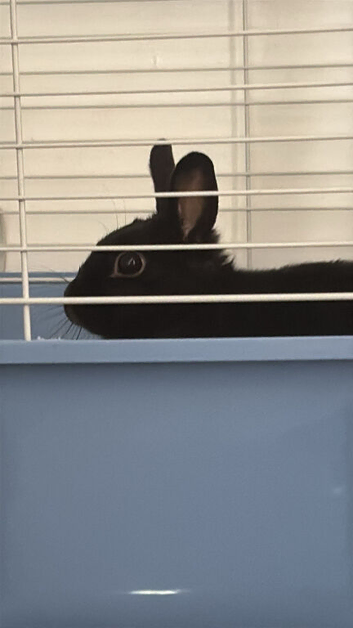 Young female rabbit