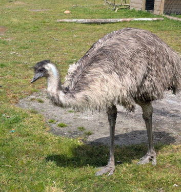 Male Emu, 18 Months old