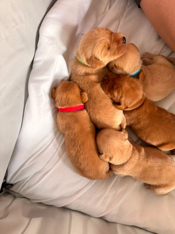 Stunning KC registered lab puppies.