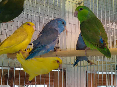 Baby Parrotlets Available