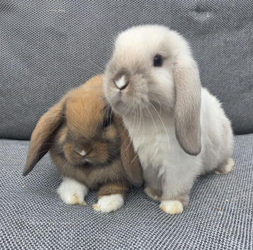 3 baby mini lops