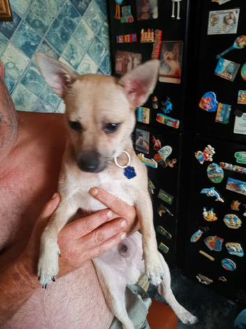 Chihuahua x Jack Russell cross