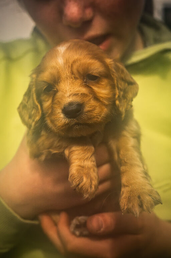 Gorgeous puppies