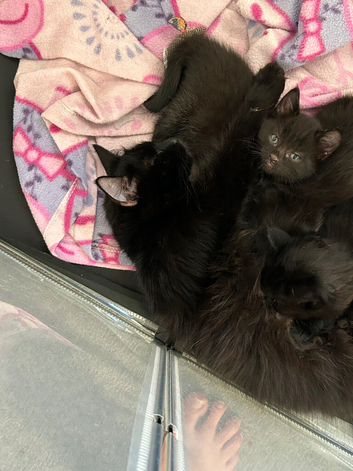 Black Fluffy Kittens for sale