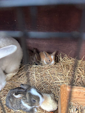 Baby bunnies