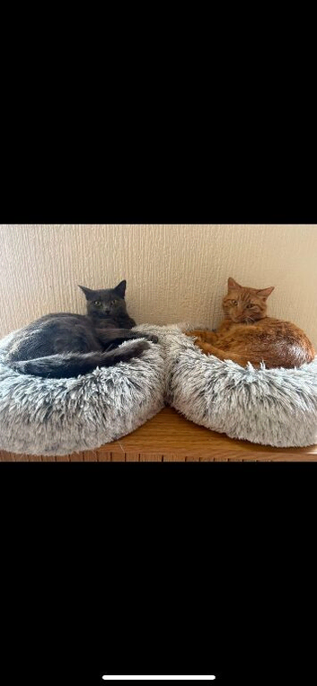 Two loving cats