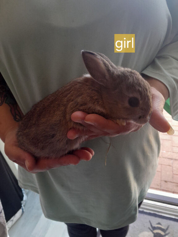 Baby rabbits for sale