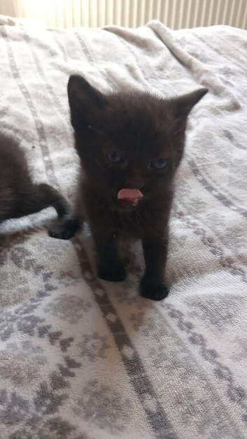2 boy kittens for sale