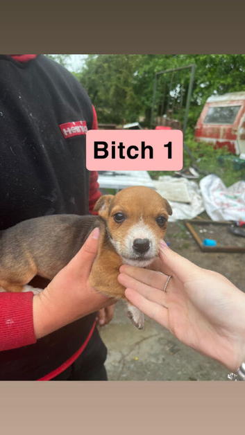 6 adorable Jack Russell puppy's looking for their forever home