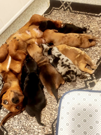 Dachshund puppies