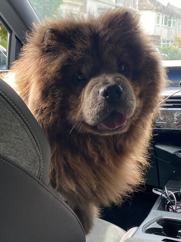 Brown Female Chow Chow